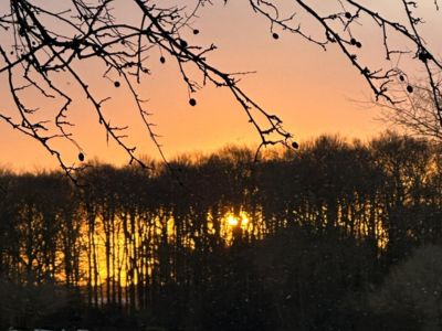 Beautiful sunset over a lake with trees overhanging, representing reflection