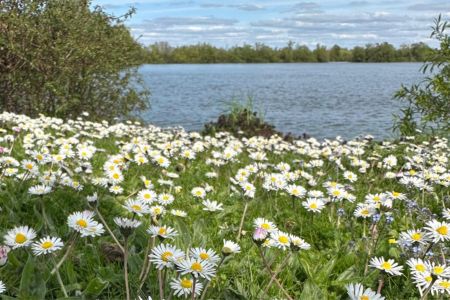 Flowers among the grass before a lake surrounded with trees, representing the magic of walking in nature