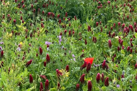 Photo of flowers blooming in a field representing a calm and safe place away from meltdowns
